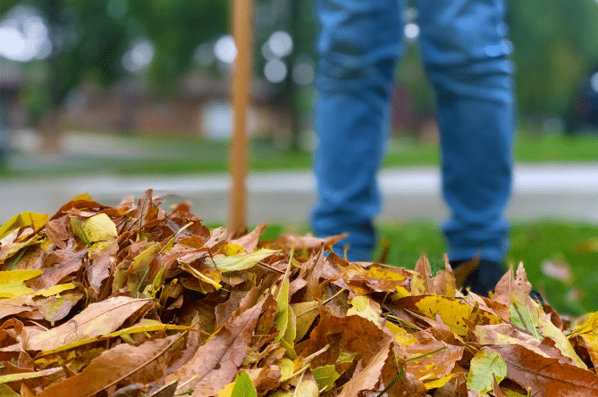 Person in blue jeans with a rake standing behind a pile of leaves - raking leaves is one electrical safety tips.